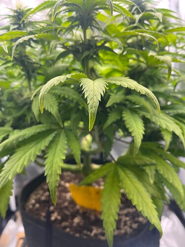 Growreport Bild 4