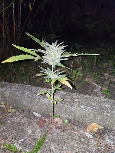 Growreport Bild 26