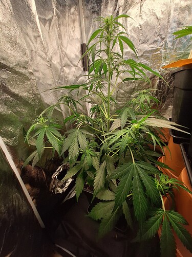 Growreport Bild 3