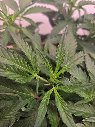 Nahaufnahme der Triebspitze einer jungen Cannabispflanze, die Anzeichen des weiblichen Geschlechts zeigt.