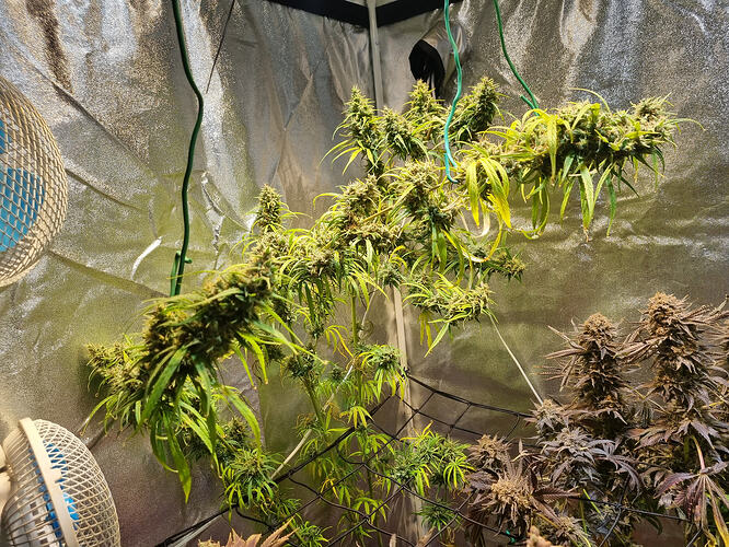 Zwei Cannabis-Pflanzen in der Blütephase, eine hellgrün und üppig, die andere dunkler mit violetten Tönen, in einem Zelt mit Lüftern.