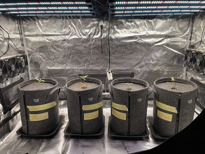 Vier junge Cannabispflanzen in Vliestöpfen unter einer LED-Wachstumslampe in einem Growzelt. Auf den Töpfen sind handschriftliche Etiketten angebracht.