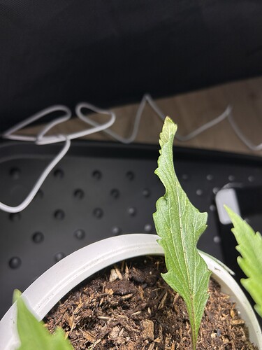 Growreport Bild 9