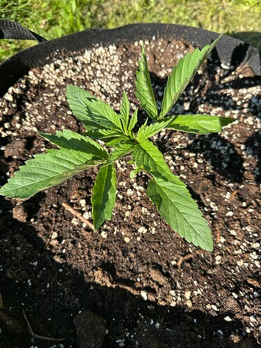 Growreport Bild 8
