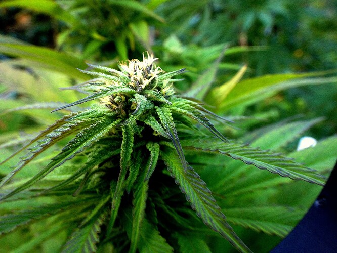 Growreport Bild 5