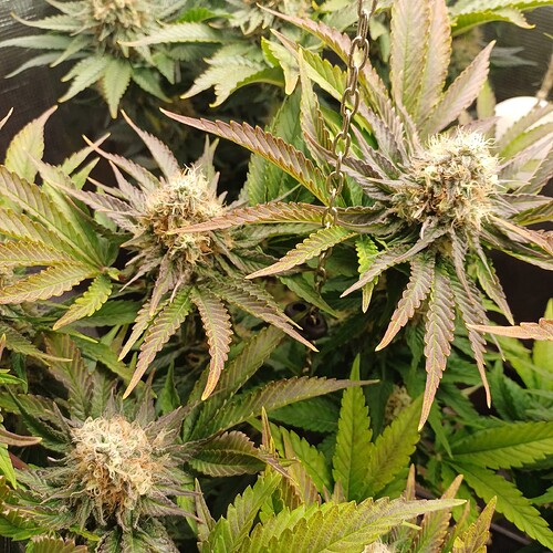Growreport Bild 11