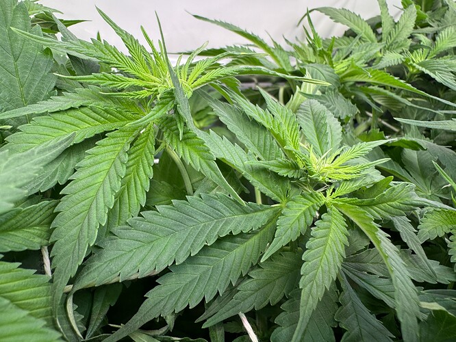 Growreport Bild 5