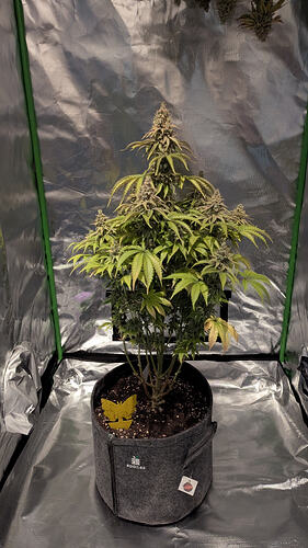 Growreport Bild 7