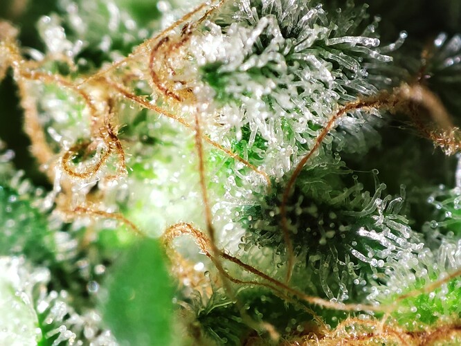 Growreport Bild 36