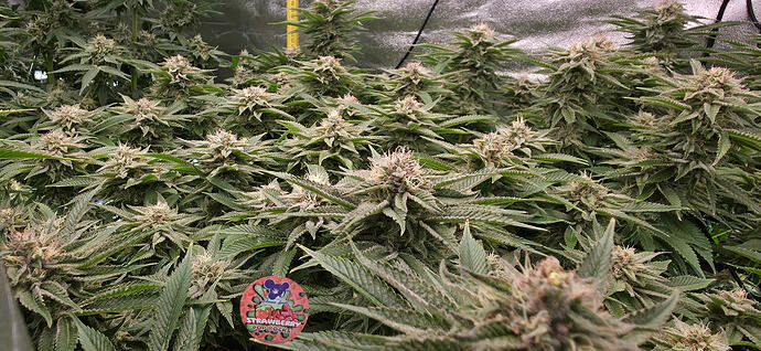 Growreport Bild 3