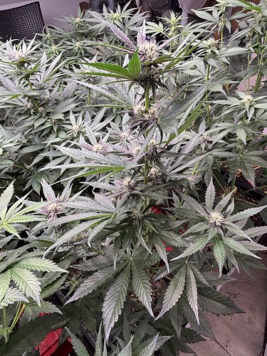 Growreport Bild 21