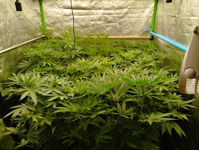 Viele junge Cannabispflanzen in einem Zelt, die sich im Wuchs befinden.