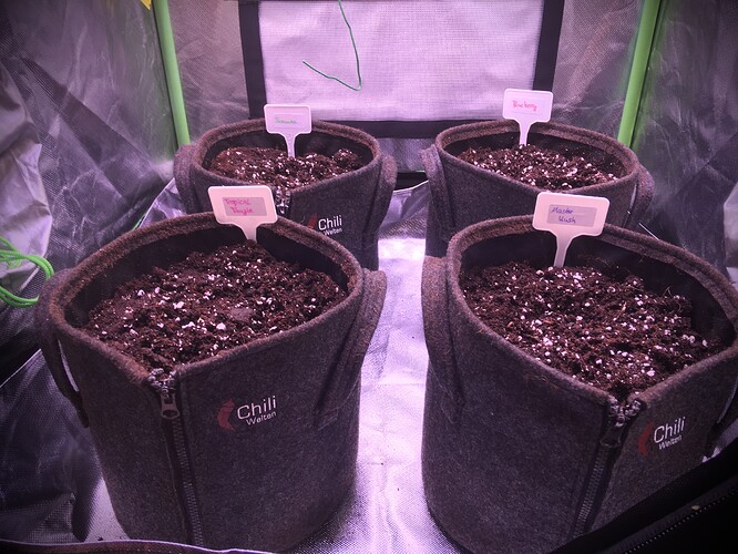 Growreport Bild 2