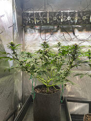 Growreport Bild 3