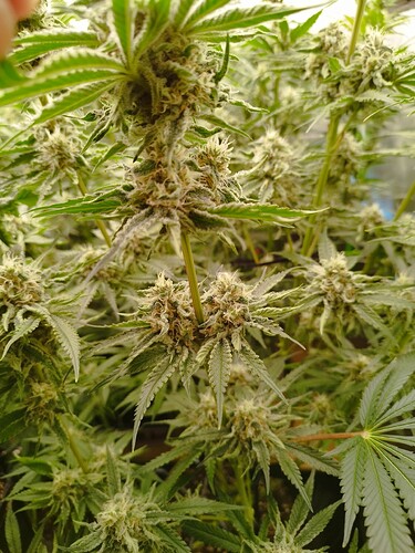 Nahaufnahme einer blühenden Cannabispflanze mit dichten Blütenständen und Trichomen.
