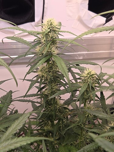 Growreport Bild 6