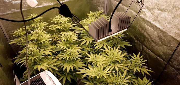 Growreport Bild 5