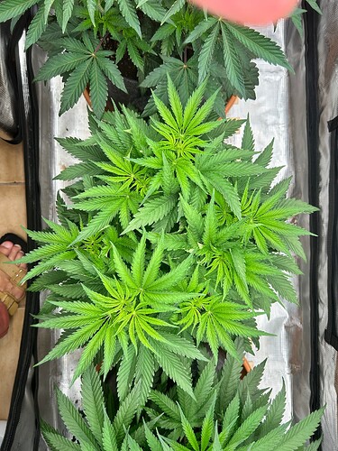 Growreport Bild 19