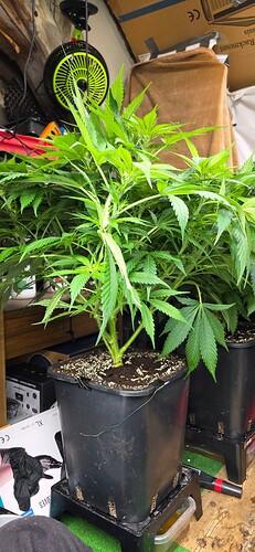 Growreport Bild 36