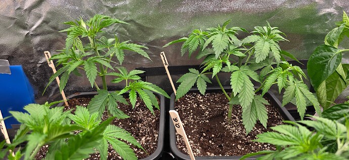 Growreport Bild 6