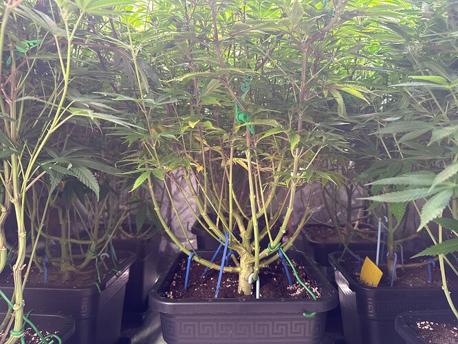 Growreport Bild 87