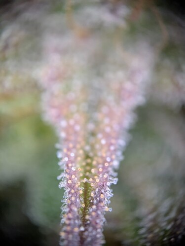 Growreport Bild 1
