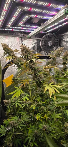 Growreport Bild 44