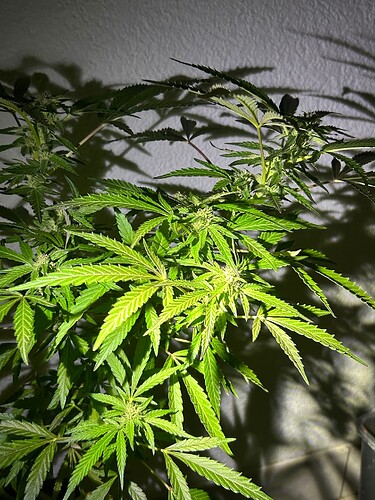 Growreport Bild 13
