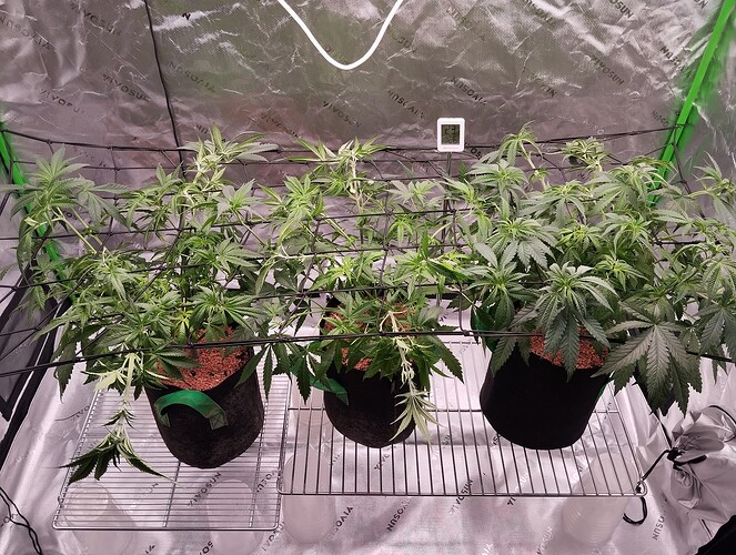 Growreport Bild 1