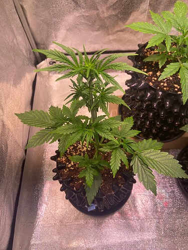 Growreport Bild 7