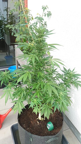 Growreport Bild 7