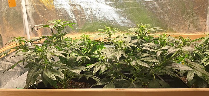 Growreport Bild 4