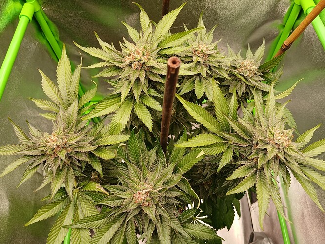 Growreport Bild 16