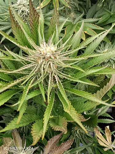 Growreport Bild 5