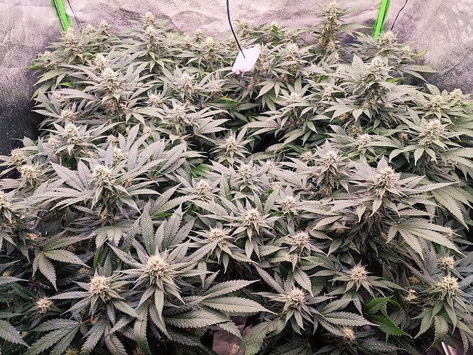 Growreport Bild 6