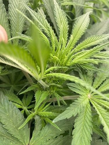 Growreport Bild 3