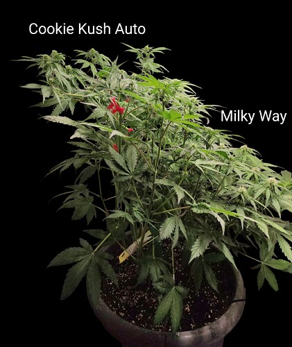 Growreport Bild 2