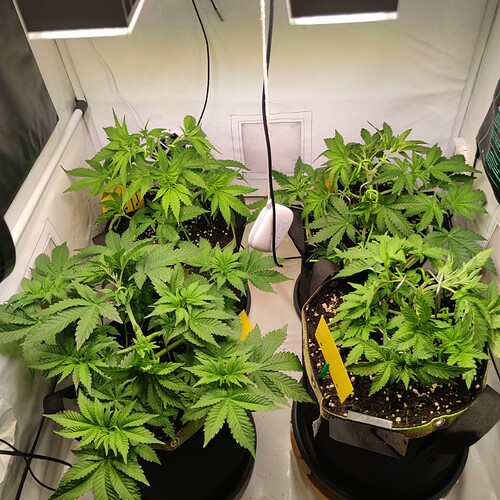 Growreport Bild 28