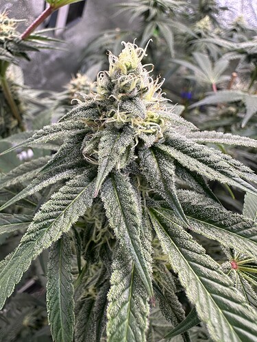 Growreport Bild 13