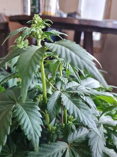 Growreport Bild 2