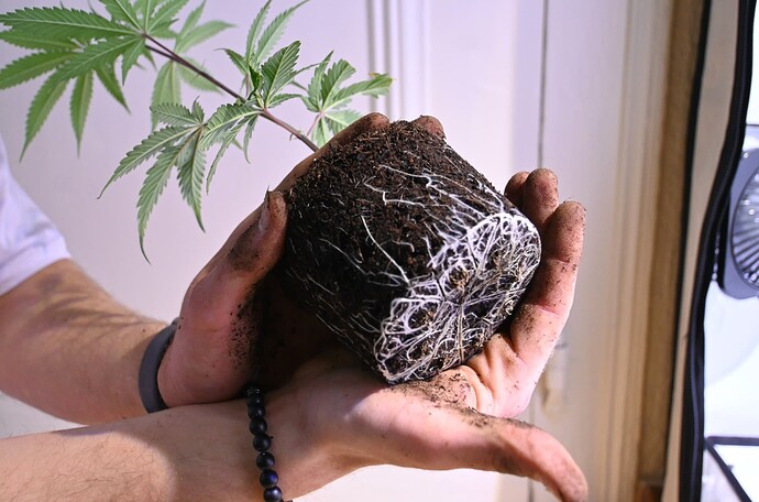 Bildschirmfoto 2025-01-05 um 16.51.23