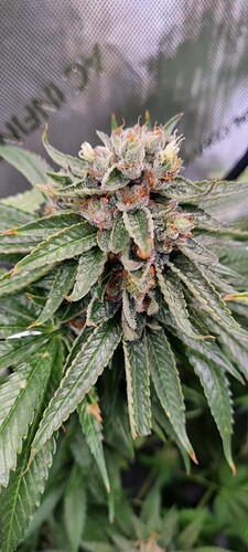 Growreport Bild 8