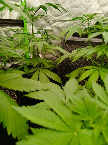 Mehrere junge Cannabispflanzen in einem Zelt, die sich im Wuchs befinden.