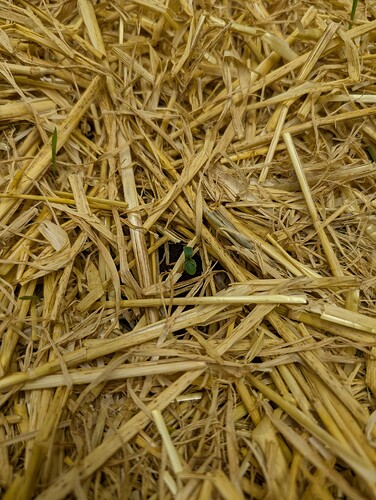 PXL_20250325_175546728