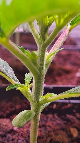 Growreport Bild 3