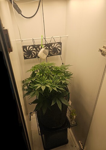 Growreport Bild 40