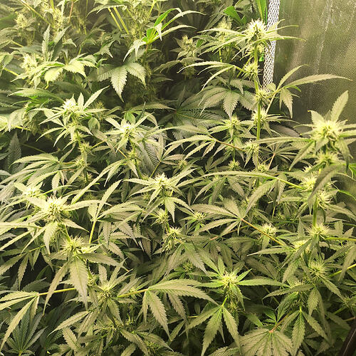 Growreport Bild 9