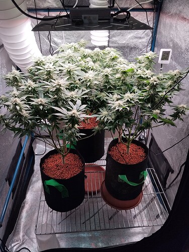 IMG_20250209_193550 - Kopie