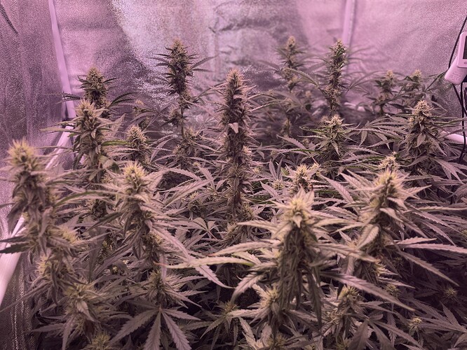 Growreport Bild 6