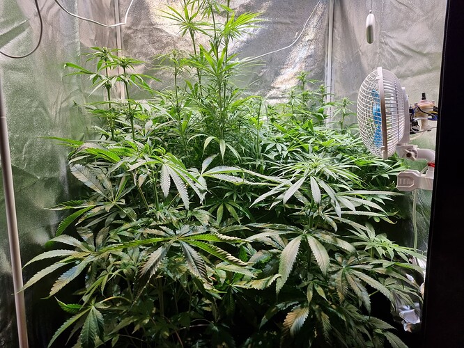 Mehrere Cannabis-Pflanzen in einem Zelt, die sich im Wuchsstadium befinden. Eine Pflanze in der Mitte ist deutlich höher als die anderen und zeigt Anzeichen von Streckung. Ein Ventilator ist an der Seite des Zeltes montiert.